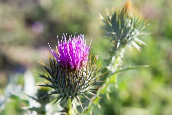 Pink milk thistle flower — Stock Photo, Image