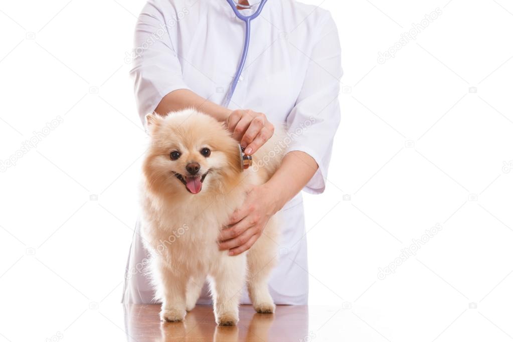 Vet keeps dog breed Spitz, listening with a stethoscope