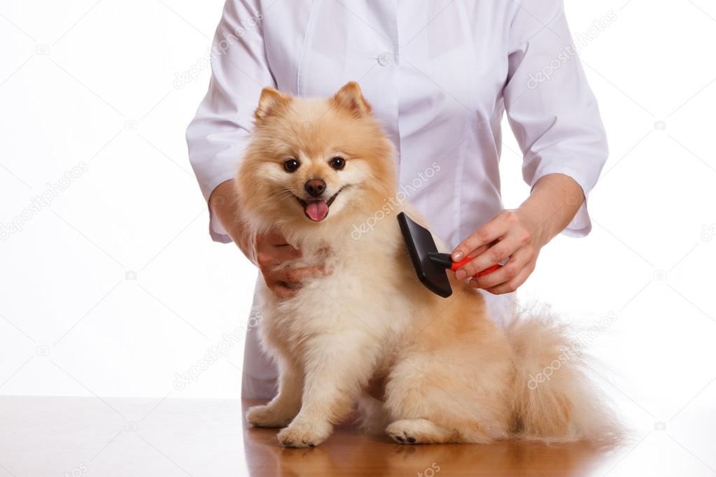 Vet brushing dog of the Spitz breed, isolated background