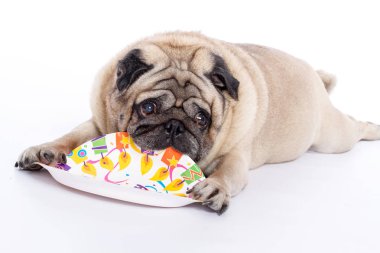 Köpek doğurmak pug bir plaka üzerinde çiğneme