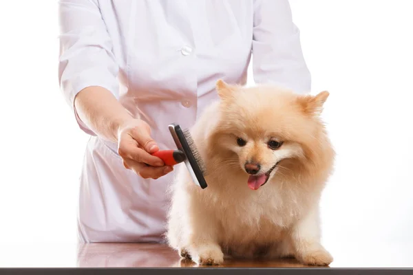 Ветеринар чищення зубів собаки шпіц породи, ізольованих фону — стокове фото