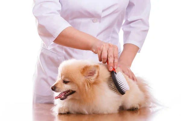 Vet brushing dog of the Spitz breed, isolated background — Stock Photo, Image