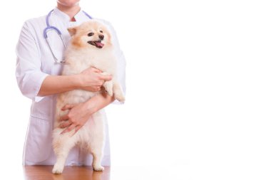 Veteriner köpek doğurmak Spitz inceliyor.