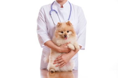 Veteriner köpek doğurmak Spitz inceliyor.