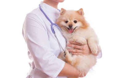 Veteriner köpek doğurmak Spitz tutuyor.