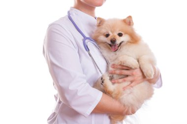 Veteriner köpek doğurmak Spitz tutuyor.