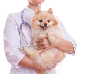 Veteriner köpek doğurmak Spitz tutuyor.