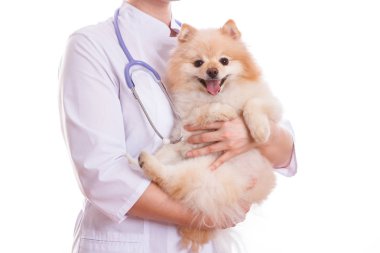 Veteriner köpek doğurmak Spitz tutuyor.