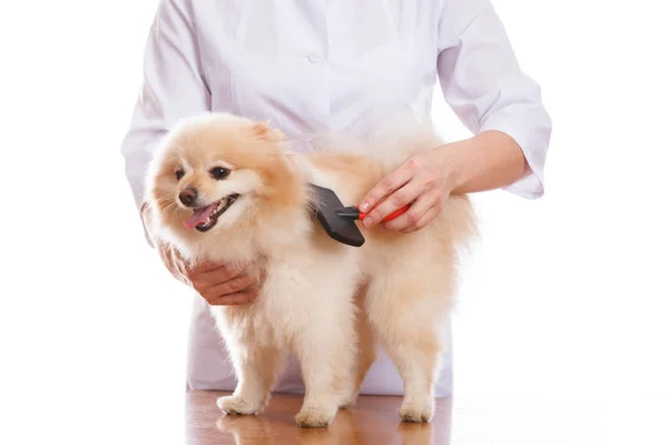 Vet brushing dog of the Spitz breed, isolated background — Stock Photo, Image