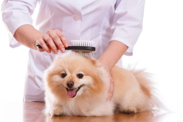 Ветеринар чищення зубів собаки шпіц породи, ізольованих фону — стокове фото