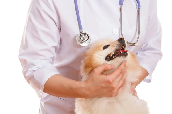 O veterinário está segurando a raça cão Spitz . — Fotografia de Stock