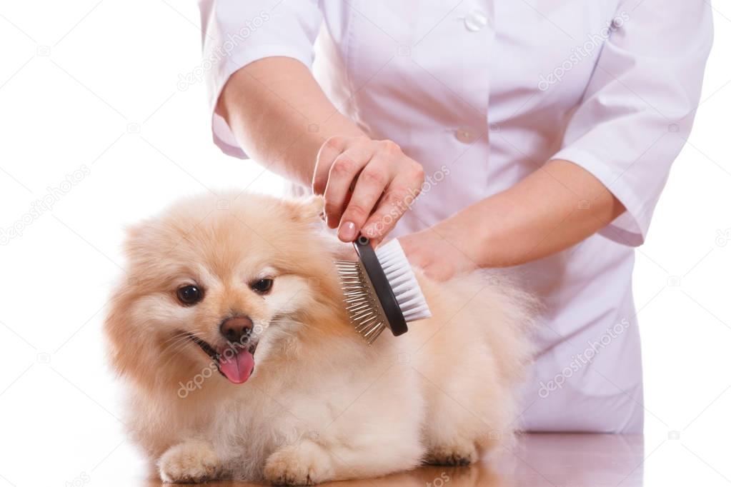 Vet brushing dog of the Spitz breed, isolated background