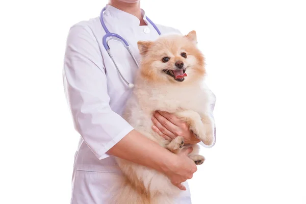 O veterinário examina a raça cão Spitz . — Fotografia de Stock