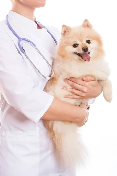 Veterinář je drží psí plemeno špic. — Stock fotografie