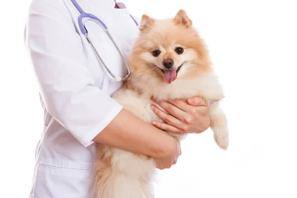 O veterinário está segurando a raça cão Spitz . — Fotografia de Stock