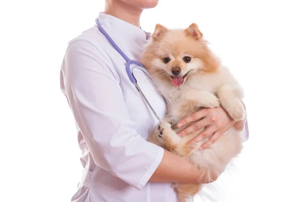 O veterinário está segurando a raça cão Spitz . — Fotografia de Stock