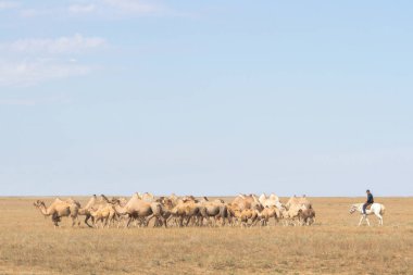 Kazakistan bozkırlarında deve görüntüsünü