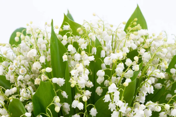 Lilies of the valley isolated on white background. — Stock Photo, Image