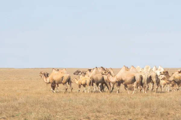 Image de chameaux dans les steppes du Kazakhstan — Photo