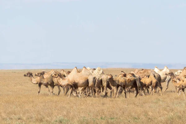 Image de chameaux dans les steppes du Kazakhstan — Photo