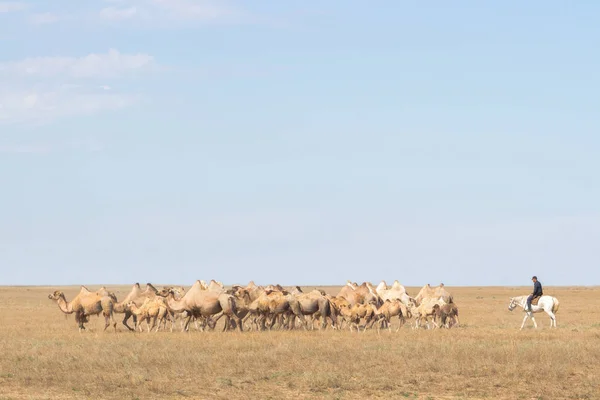 Imagem de camelos nas estepes do Cazaquistão — Fotografia de Stock