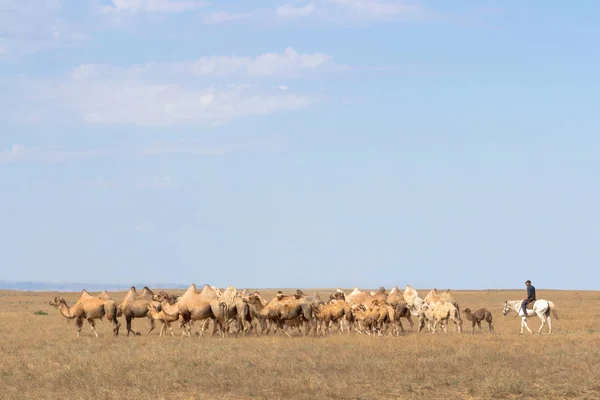 Imagem de camelos nas estepes do Cazaquistão — Fotografia de Stock