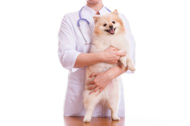 Veteriner köpek doğurmak Spitz inceliyor.