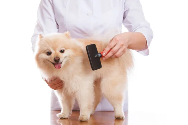 斯皮兹的品种，孤立的背景的兽医刷狗 — 图库照片