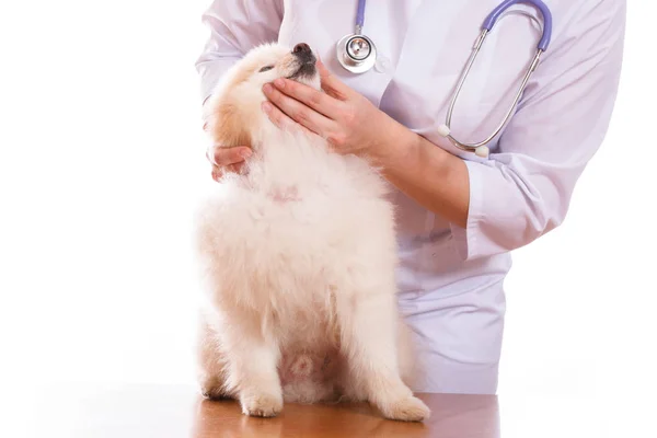 Veterinären har hund rasen Spitz, på halsen ett stetoskop, isolerade bakgrund — Stockfoto