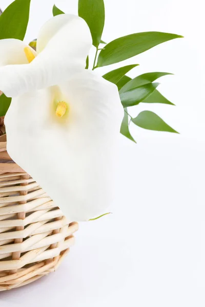 White Calla isolated in front of white background — Stock Photo, Image