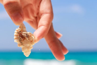 Biraz münzevi yengeç tutan el.