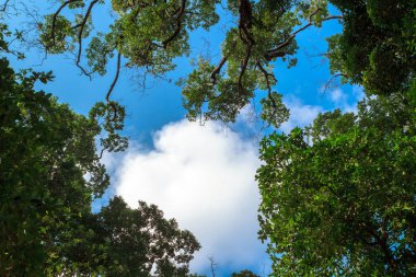 Güneş gökyüzünde ve arka plan ağaç dalları