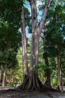 Güneş gökyüzünde ve arka plan ağaç dalları