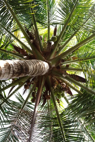 Palmbomen - palm uitzicht vanaf de onderkant. Weergave. — Stockfoto