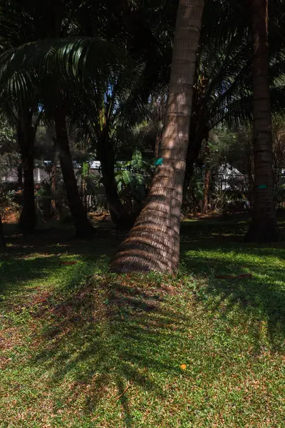 Bomen Park Jungle blauwe hemel natuur landschap tropische achtergrond vakantie reizen ontwerpweergave — Stockfoto