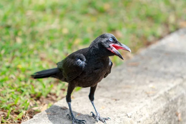 Black Raven on green grass with open beak — Stock Photo, Image