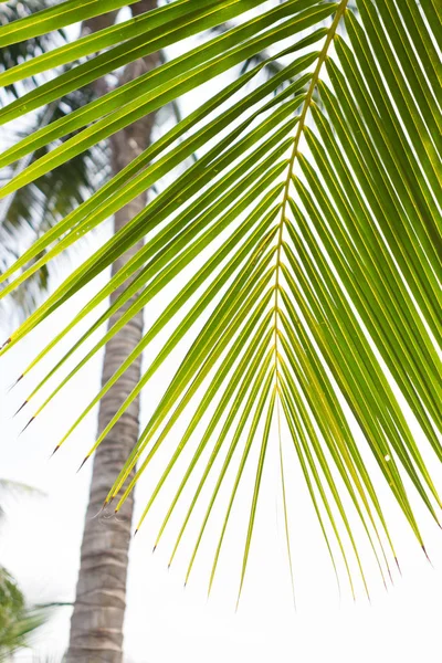 Hojas de palma aisladas sobre fondo blanco — Foto de Stock