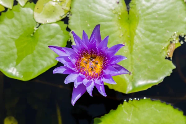 Water lily lotus flower and leaves — Stock Photo, Image