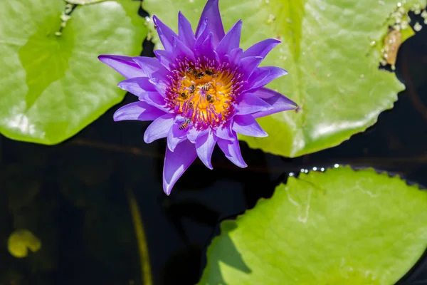 Flor de lótus lírio água e folhas — Fotografia de Stock