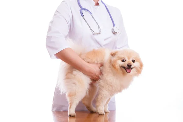 Il veterinario esamina la razza canina Spitz . — Foto Stock