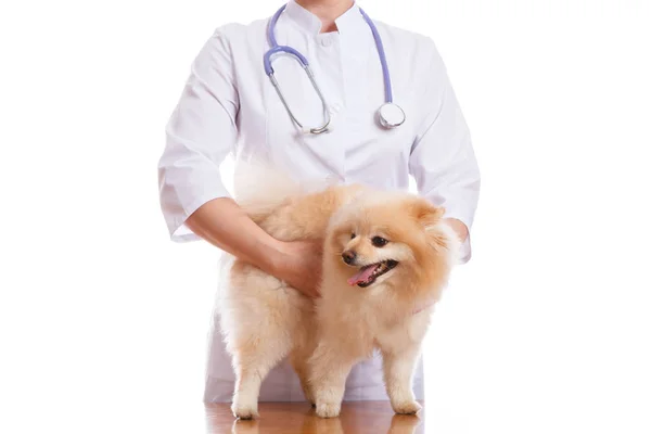 Der Tierarzt untersucht die Hunderasse Spitz. — Stockfoto