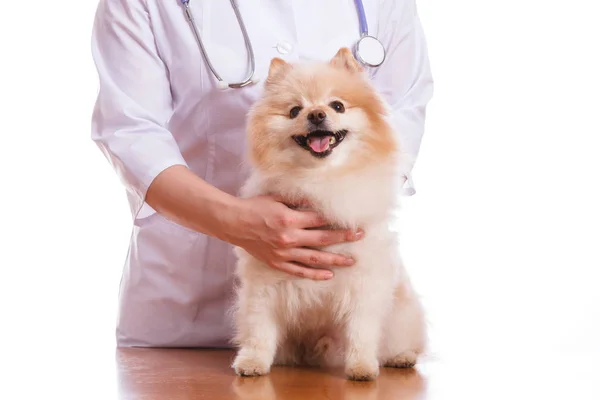 Veterinář zkontroluje psí plemeno špic. — Stock fotografie