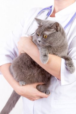 Veteriner Kliniği'nde bir kedi holding