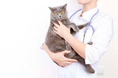 Veteriner Kliniği'nde bir kedi holding