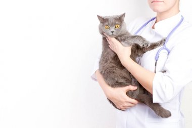 Veteriner Kliniği'nde bir kedi holding