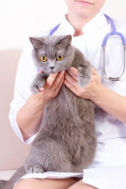Veteriner Kliniği'nde bir kedi holding
