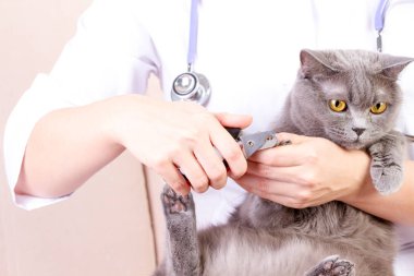 Veteriner kedi pençeleri, beyaz arka plan kes.