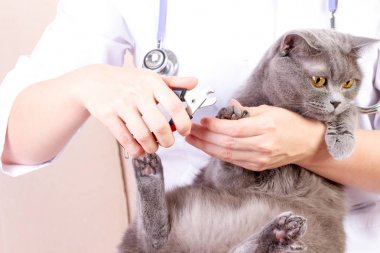 Veteriner kedi pençeleri, beyaz arka plan kes.