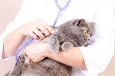 veteriner kliniğinde muayene yaparken bir kedi dinleme