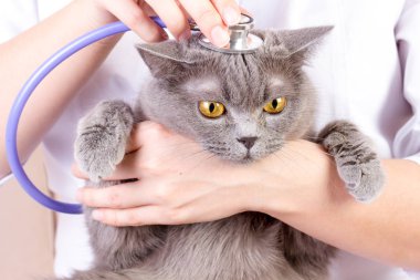 veteriner kliniğinde muayene yaparken bir kedi dinleme